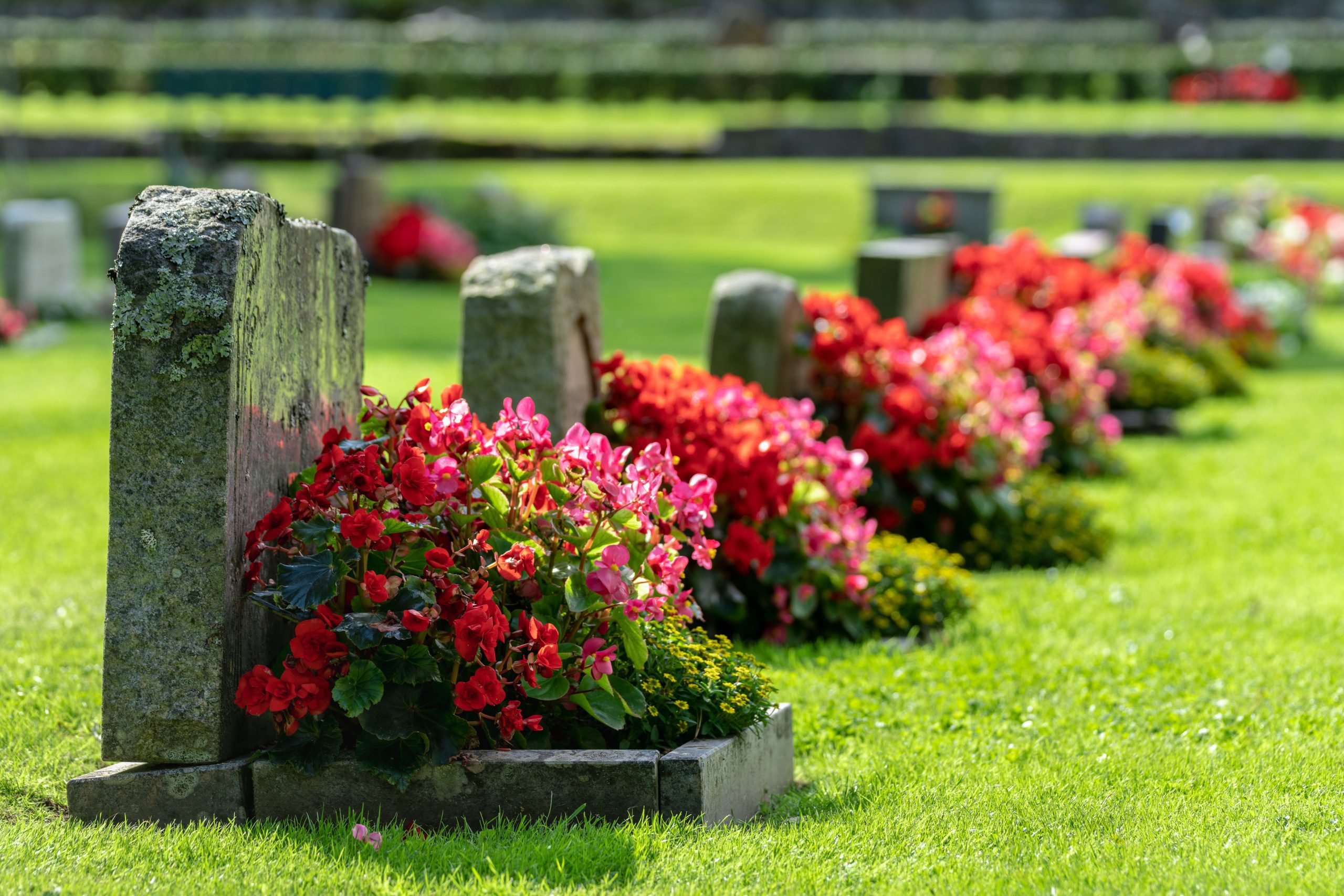 Row of tombstones with red and pink flowers Row of tombstones with red and pink flowers