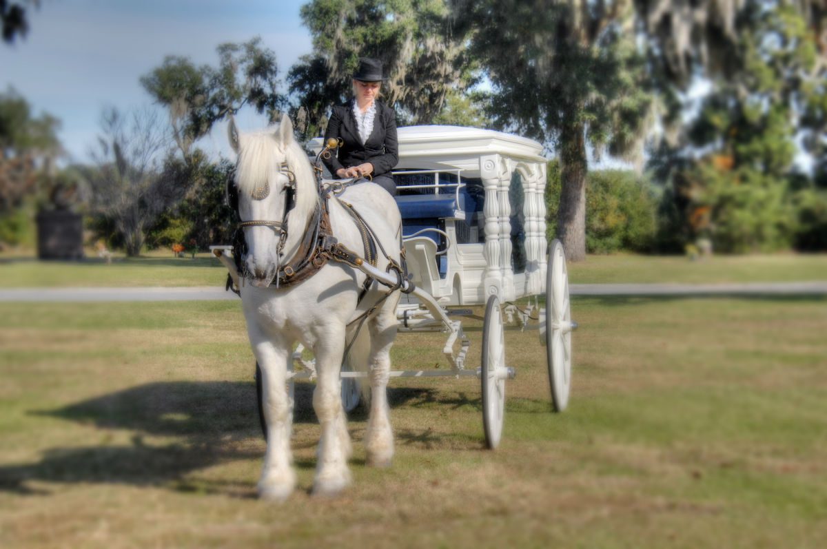 white horse with female driver and white carriage